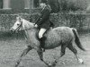 Zuchtstute Dyrin Seren Wen (Welsh Mountain Pony (Sek.A), 1971, von Brierwood Goldleaf)