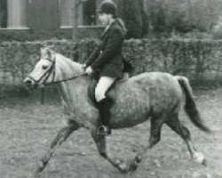 broodmare Dyrin Seren Wen (Welsh mountain pony (SEK.A), 1971, from Brierwood Goldleaf)