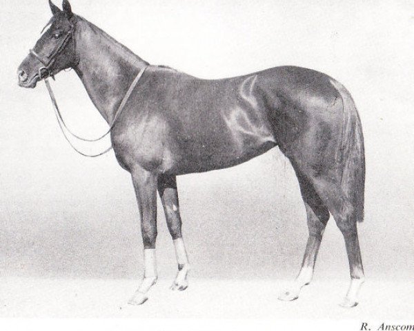 horse Solar Path xx (Thoroughbred, 1942, from Hyperion xx)