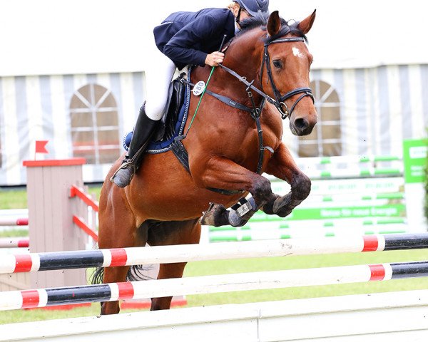 broodmare Lacessa (German Sport Horse, 2005, from Landcolt B)