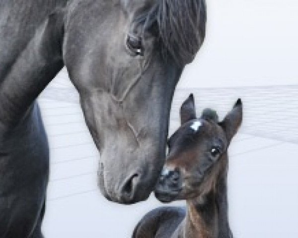 broodmare Fürstin Henriette (Oldenburg, 2007, from Fürst Heinrich)