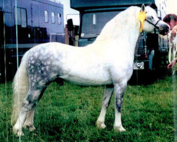Deckhengst Flydon Caradog (Welsh Mountain Pony (Sek.A), 1988, von Flydon Henri ap Pip)