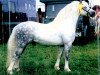 stallion Flydon Caradog (Welsh mountain pony (SEK.A), 1988, from Flydon Henri ap Pip)