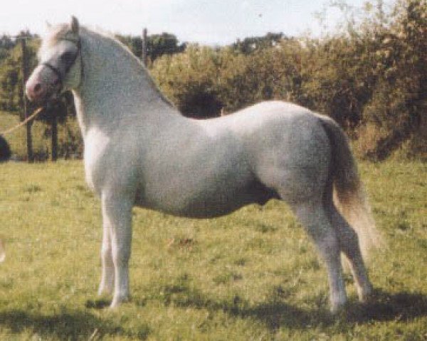 stallion Nantdywyll Barcud Ap Bargen (Welsh mountain pony (SEK.A), 1990, from Galchog Bargen)