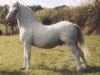 Deckhengst Nantdywyll Barcud Ap Bargen (Welsh Mountain Pony (Sek.A), 1990, von Galchog Bargen)