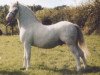 stallion Nantdywyll Barcud Ap Bargen (Welsh mountain pony (SEK.A), 1990, from Galchog Bargen)