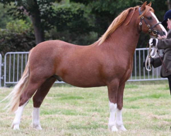 horse Nantdywyll Fflint (Welsh mountain pony (SEK.A), 2006, from Nantdywyll Barcud Ap Bargen)