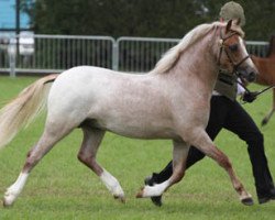 horse Cushag Ffinlo (Welsh mountain pony (SEK.A), 2010, from Nantdywyll Fflint)