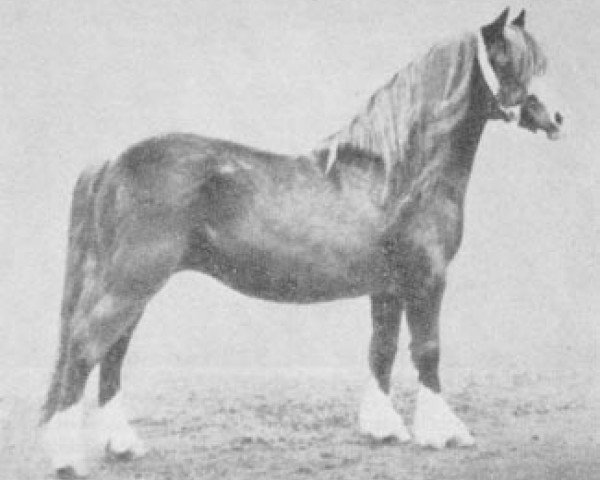 Zuchtstute Criban Socks (Welsh Mountain Pony (Sek.A), 1926, von Criban Shot)
