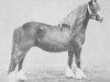 Zuchtstute Criban Socks (Welsh Mountain Pony (Sek.A), 1926, von Criban Shot)