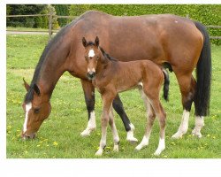 broodmare Franka (Hanoverian, 1997, from Falkland)