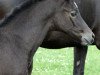 broodmare Landdeern (Trakehner, 2015, from Silvermoon)