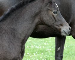 Zuchtstute Landdeern (Trakehner, 2015, von Silvermoon)