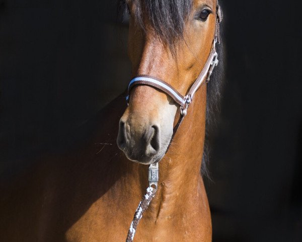 Pferd Cristallo (Pura Raza Espanola (PRE), 2011)