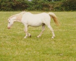 Zuchtstute Revel Chelsea (Welsh Mountain Pony (Sek.A), 1967, von Clan Pip)