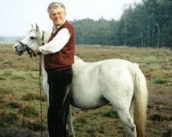 Zuchtstute Sumrin Taru (Welsh Mountain Pony (Sek.A), 1988, von Dyfed Geraint)