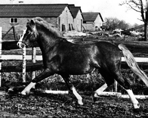 horse Dyrin Puccini (Welsh mountain pony (SEK.A), 1968, from Treharne Lucifer)