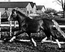 horse Dyrin Puccini (Welsh mountain pony (SEK.A), 1968, from Treharne Lucifer)