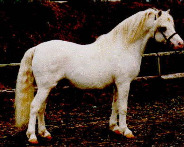 stallion Sumrin Tristan (Welsh mountain pony (SEK.A), 1976, from Coed Coch Brodor)