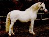 stallion Sumrin Tristan (Welsh mountain pony (SEK.A), 1976, from Coed Coch Brodor)
