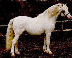 stallion Sumrin Tristan (Welsh mountain pony (SEK.A), 1976, from Coed Coch Brodor)