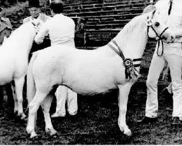 broodmare Dyrin Tina (Welsh mountain pony (SEK.A), 1972, from Dyrin Martini)