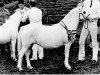 broodmare Dyrin Tina (Welsh mountain pony (SEK.A), 1972, from Dyrin Martini)