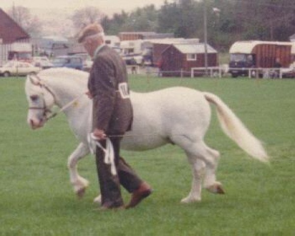 Deckhengst Revel Humming Top (Welsh Mountain Pony (Sek.A), 1981, von Revel Centre)