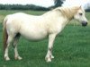 broodmare Cwmgarn Gwen (Welsh mountain pony (SEK.A), 1962, from Revel Celtic Master)