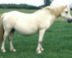 broodmare Cwmgarn Gwen (Welsh mountain pony (SEK.A), 1962, from Revel Celtic Master)