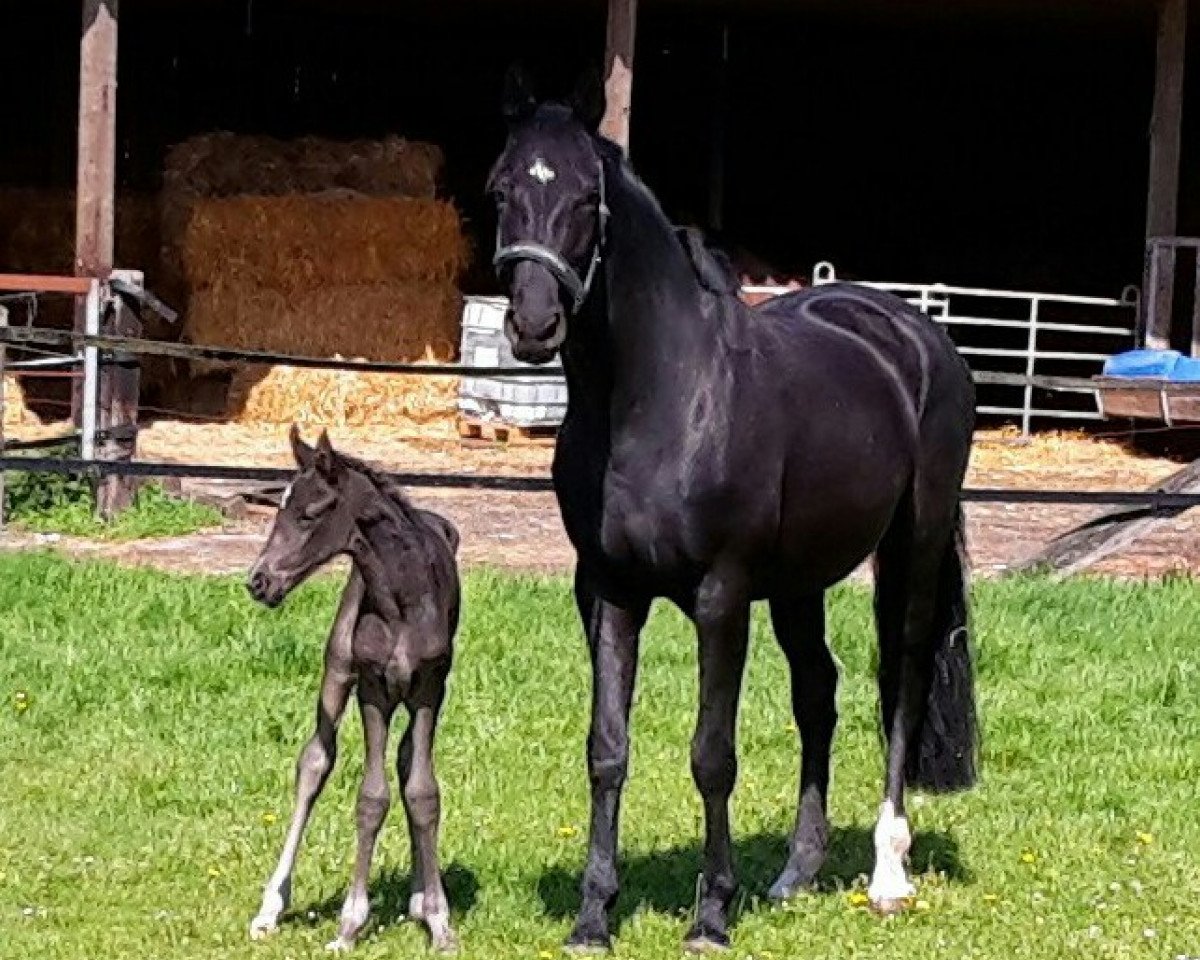 dressage horse Frieda Gold (Westphalian, 2015, from Fürsten-Look)