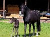 dressage horse Frieda Gold (Westphalian, 2015, from Fürsten-Look)