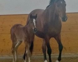 broodmare Carline 6 (Hanoverian, 2009, from Helenenhof's Carabas)