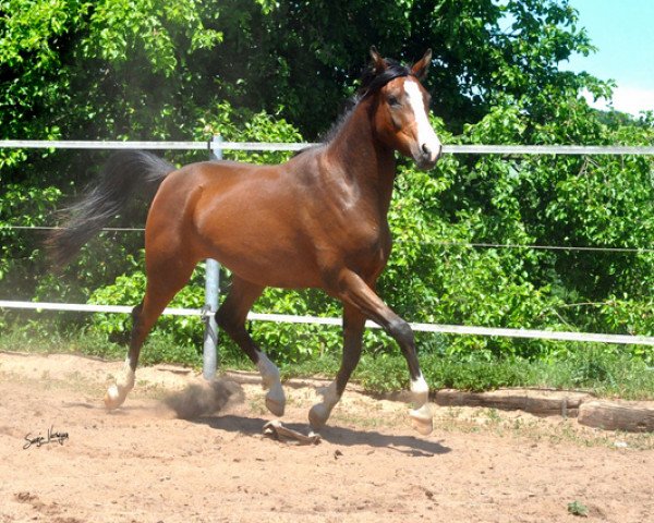 horse MS Mendocino ox (Arabian thoroughbred, 2013, from Aranik Kossack ox)