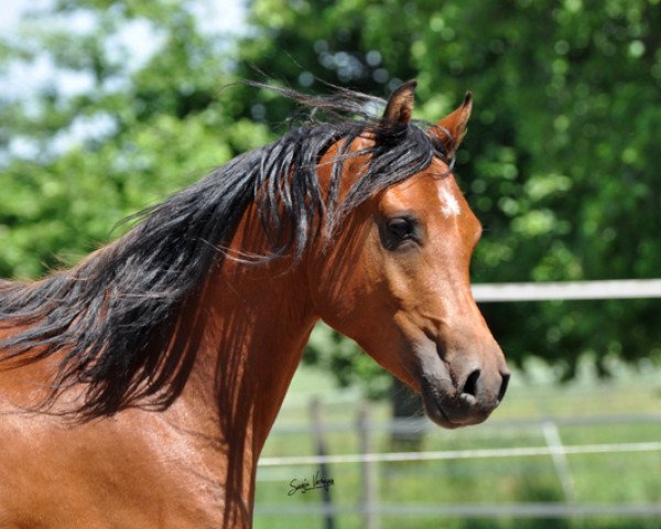 horse HF Karanik ox (Arabian thoroughbred, 2012, from Aranik Kossack ox)