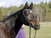 dressage horse Lara Ro (German Sport Horse, 2005, from Doc Martens)