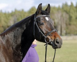 dressage horse Lara Ro (German Sport Horse, 2005, from Doc Martens)