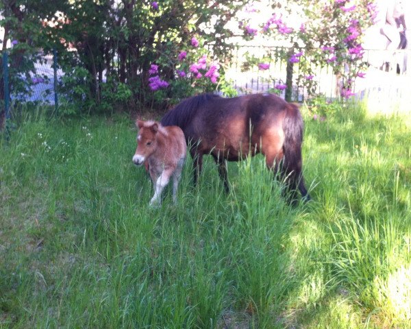 Deckhengst Kiral (Shetland Pony, 2015, von Koos van het Zand)