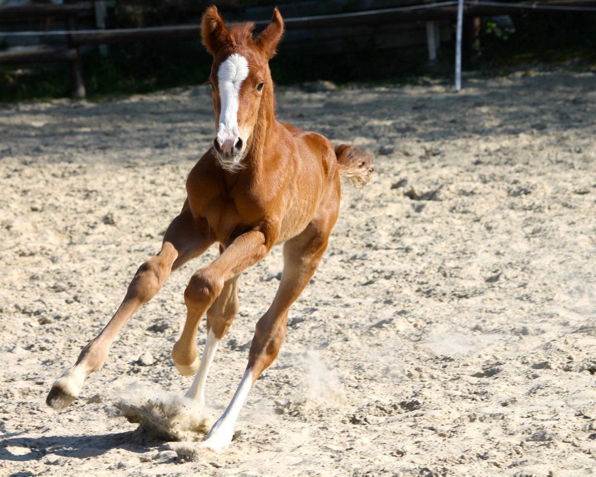 dressage horse Fey's Fandango Magic (Westphalian, 2015, from Farbenspiel)