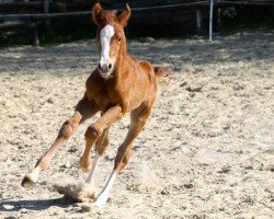 horse Fey's Fandango Magic (Westfale, 2015, from Farbenspiel)