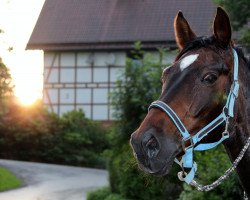 Pferd Feiner Meiner (Rheinländer, 1996, von Fidermark)