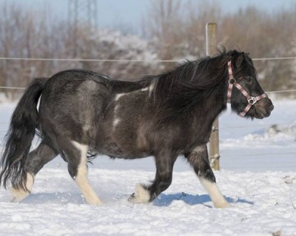 Zuchtstute Daisy (Dt.Part-bred Shetland Pony,  )
