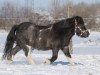 broodmare Daisy (Dt.Part-bred Shetland pony,  )