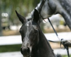 broodmare Comic Angel (Oldenburg, 2007, from Comic)