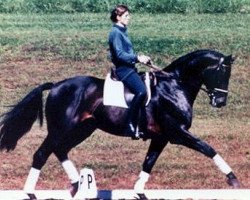 stallion Meistersinger (Trakehner, 1981, from Tannenberg)