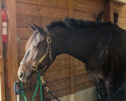 broodmare Sweet Surrender (Trakehner, 1974, from Herzbube)