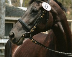 broodmare Senzanome (Trakehner, 1990, from Meistersinger)