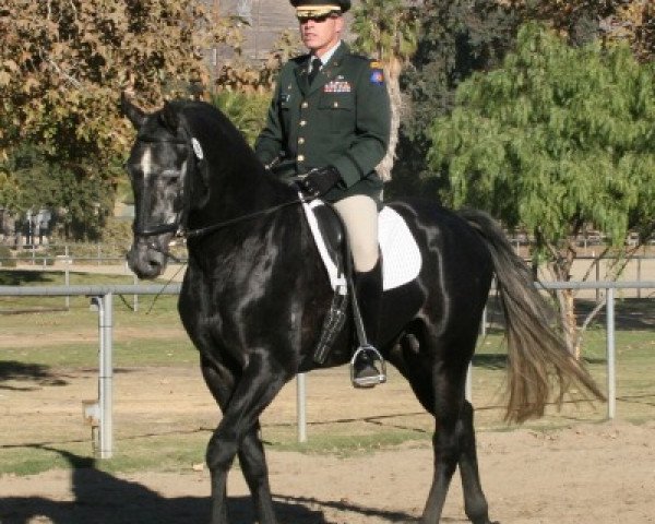 Dressurpferd Remise (Oldenburger, 2004, von Riverman)