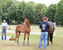 broodmare Fichou MR (Oldenburg, 2013, from Fürst Romancier)