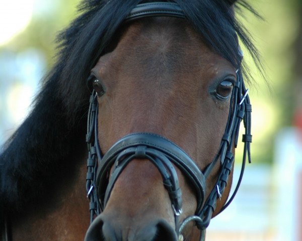 horse Navajo (German Riding Pony, 1997, from Nantano)